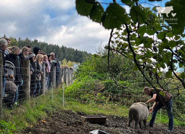 Infos zu Wildschweinen